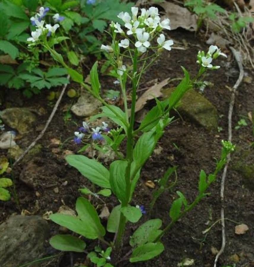 Cardamine bulbosa avec ses fleurs blanches printanières en sous-bois