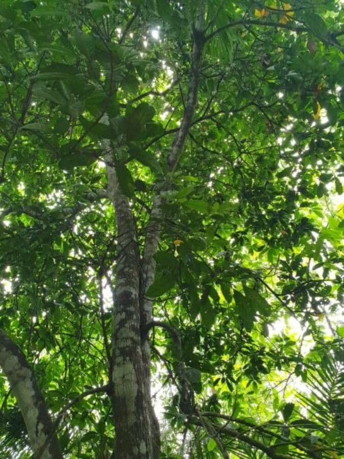 Cola nitida tree with red fruits