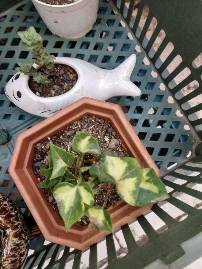 Senecio macroglossus trailing plant with heart-shaped waxy leaves