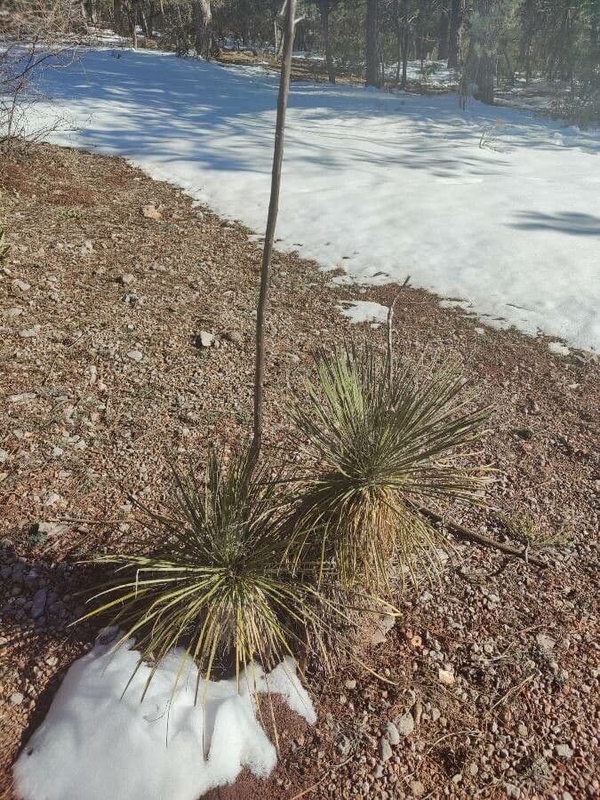 Yucca angustissima mit schmalen graugrunen Blattern und weissen Bluten