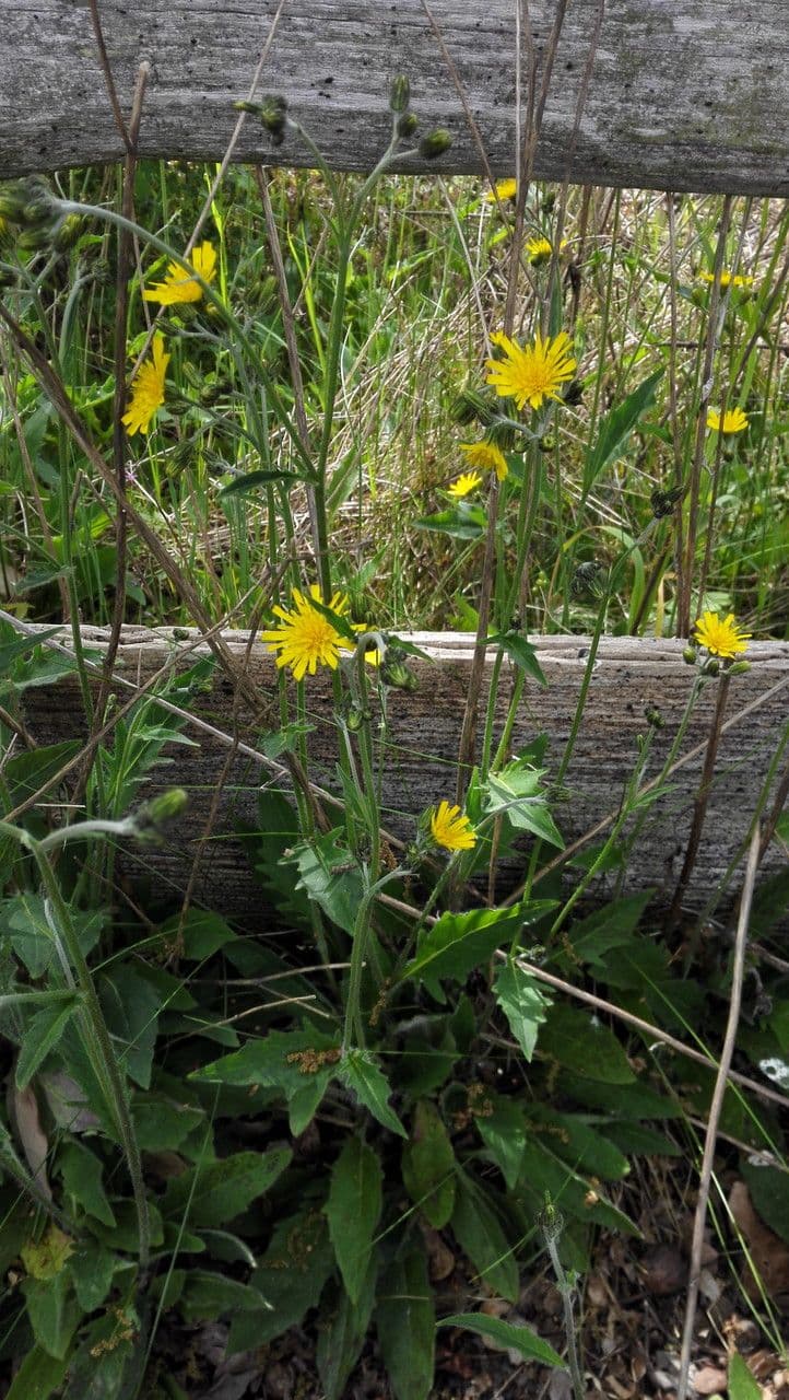 Gelbe Blüten des gewöhnlichen Habichtskrauts mit grünen Blättern