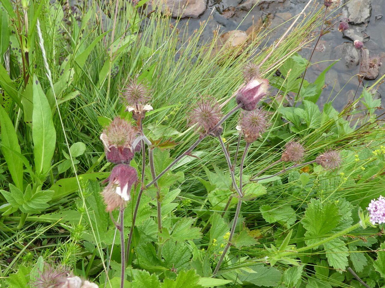 Bach-Nelkenwurz in natürlicher Umgebung mit hängenden purpurfarbenen Blüten über grünem Laub