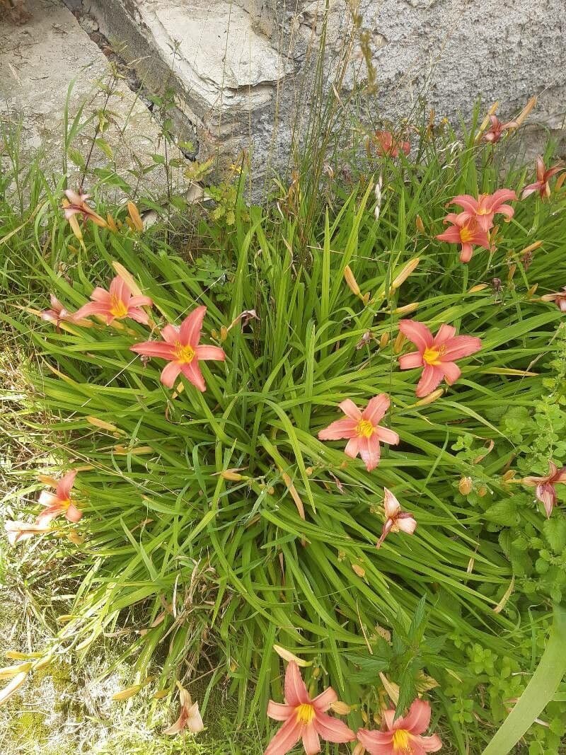 Fleurs d'Hemerocallis minor en orange-jaune