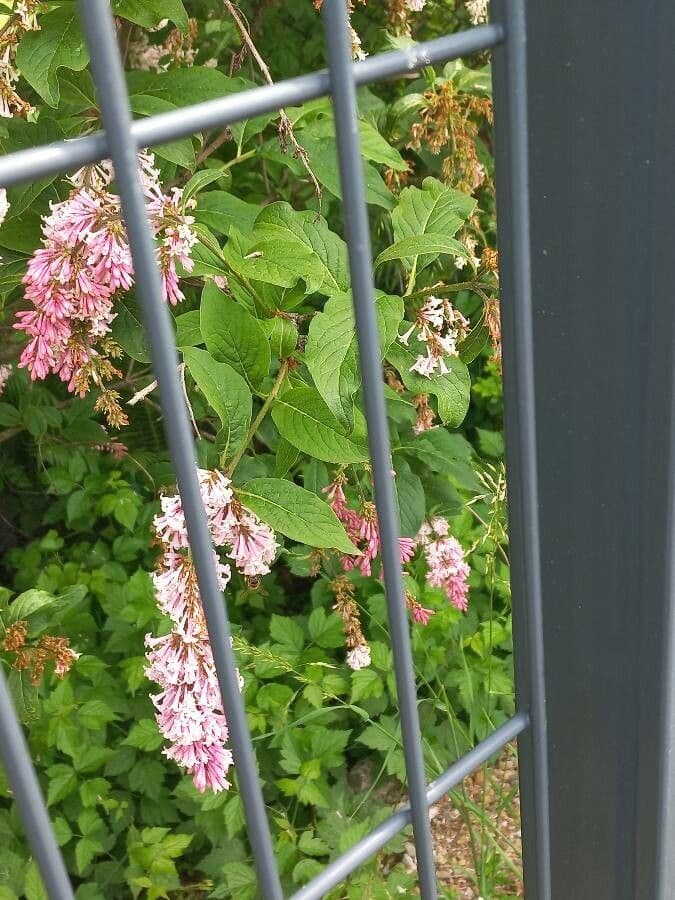 Japanese lilac in full purple bloom