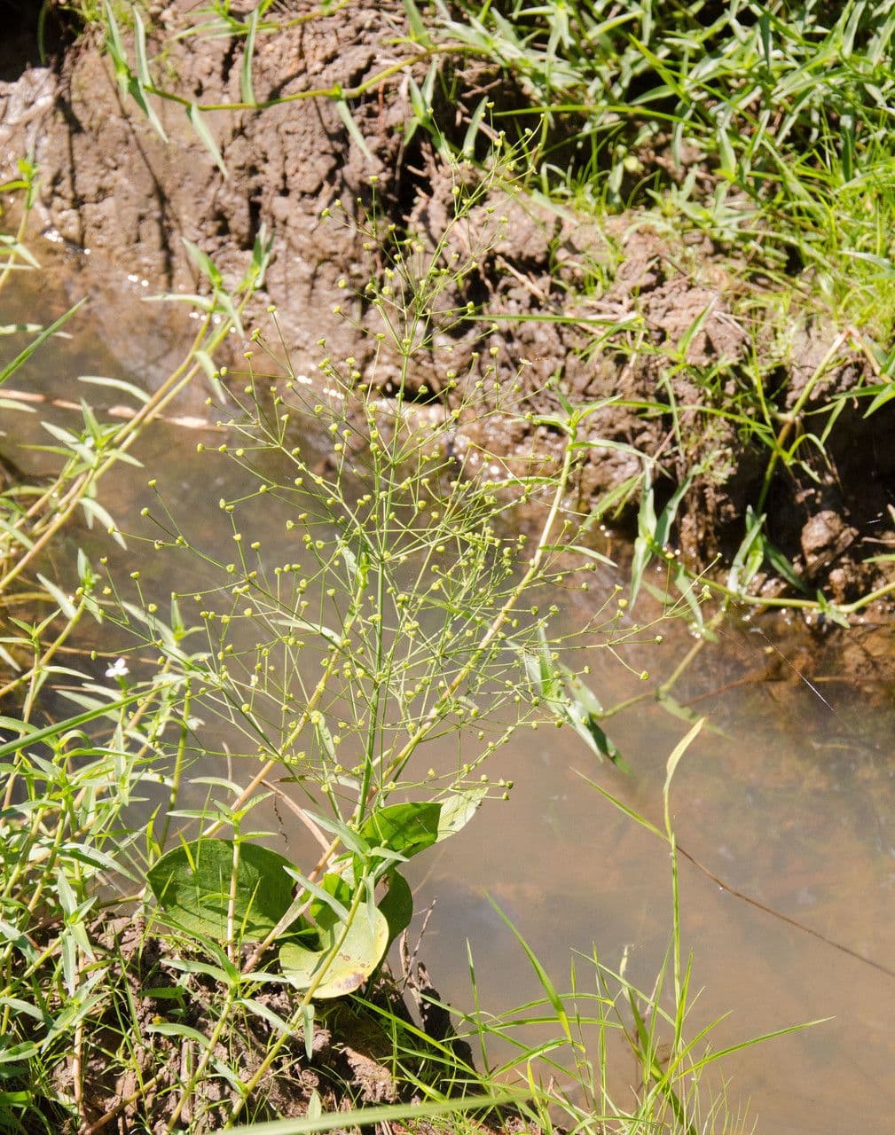 Alisma subcorde (Alisma subcordatum) poussant dans un environnement humide avec des feuilles distinctives