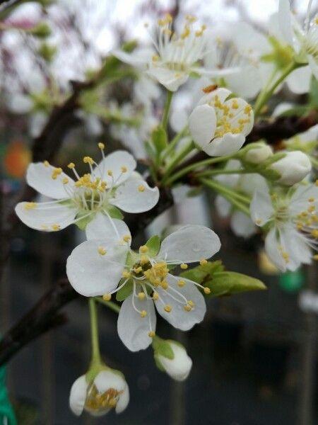 Prunier en fleurs au printemps avec fruits rouges mûrissant en été