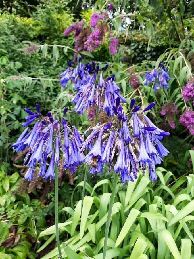 Agapanthus praecox met grove bladeren en bolvormige paarse bloemtrossen