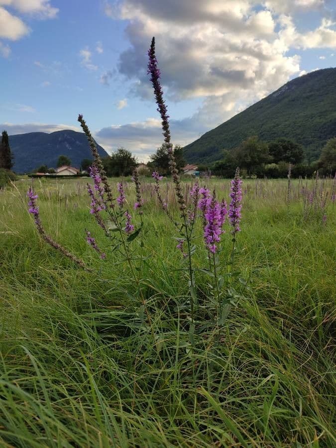Moeras andoorn plant met paarse bloemspijkers langs wateroevers