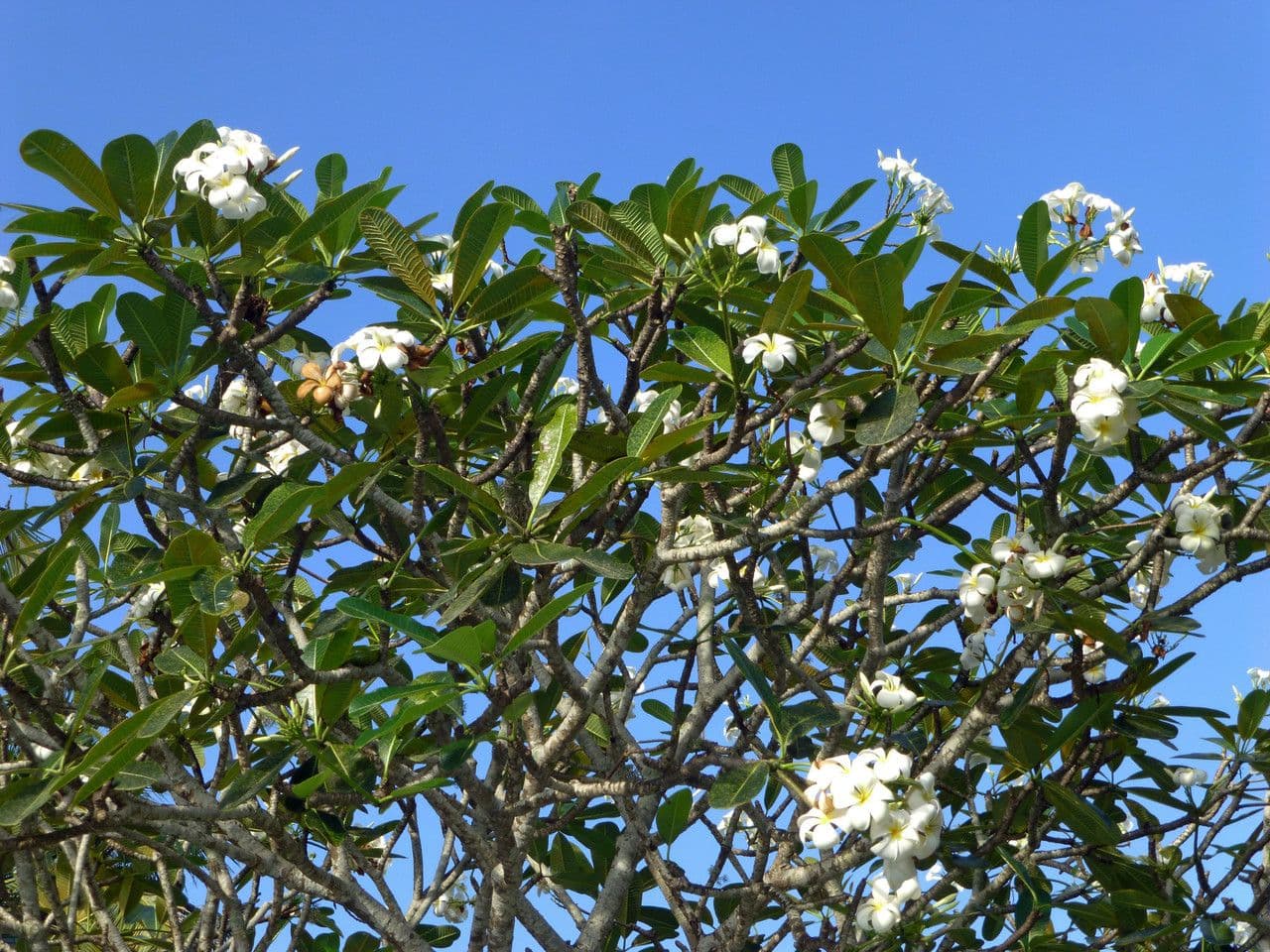 Fleurs de Plumeria obtusa blanches et jaunes
