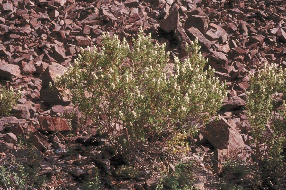 Chamaebatiaria millefolium Strauch mit weissen Bluetenrispen und fein gefiederten Blaettern in trockener Berglandschaft