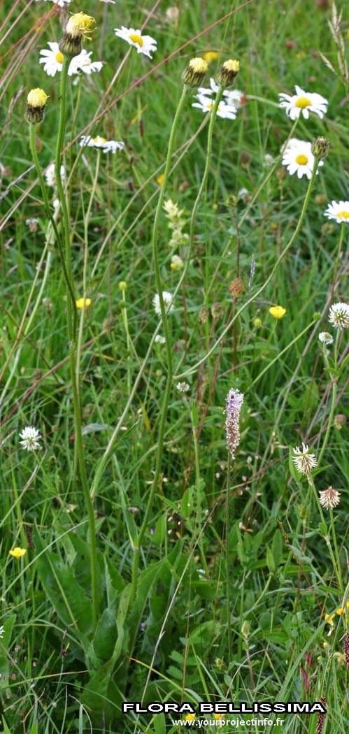 Porcelle tachete (Hypochaeris maculata) montrant ses fleurs jaunes au-dessus de feuilles distinctivement tachetes de rouge