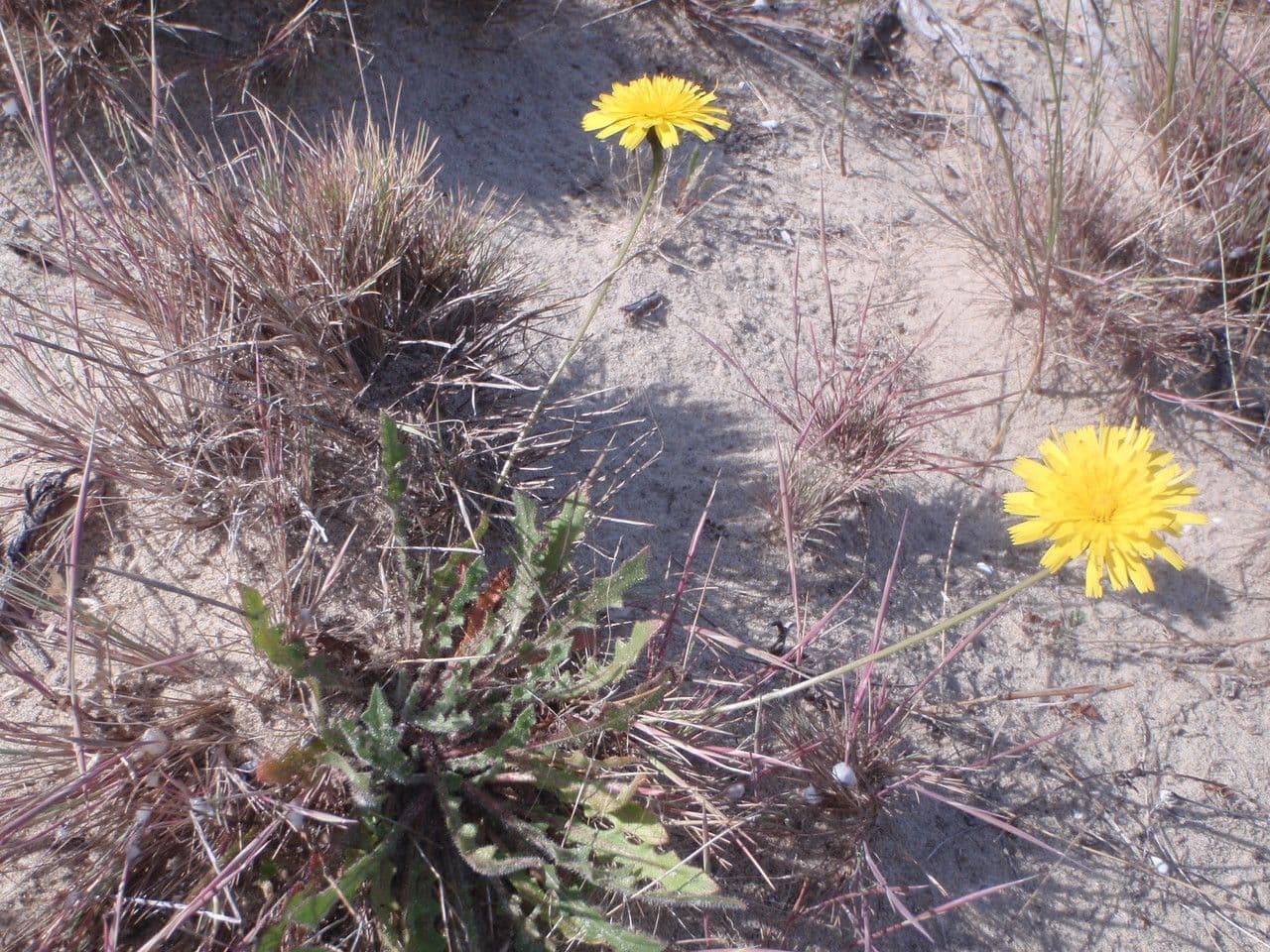 Taraxacum anglicum - pissenlit d'Angleterre en fleur dans une prairie humide