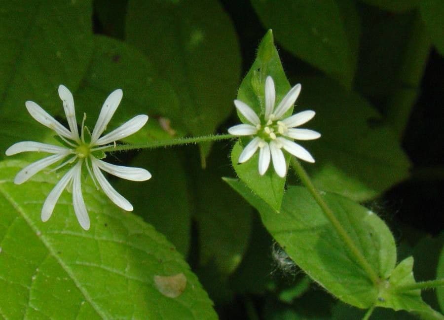 Waldsternmiere (Stellaria nemorum) mit zartem weissen Bltenstand in einer Waldumgebung