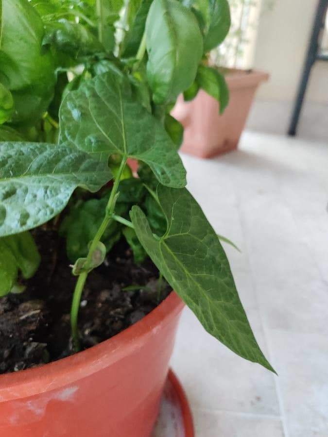 Green pods of the common bean plant