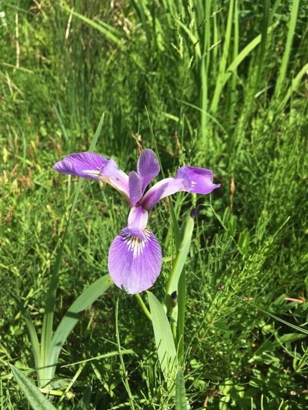 Iris drapeau bleu (Iris versicolor) avec fleurs violet-bleu et forme gracieuse