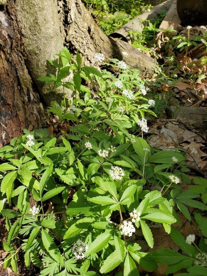 Dwarf ginseng plant with trifoliate leaves in its forest habitat