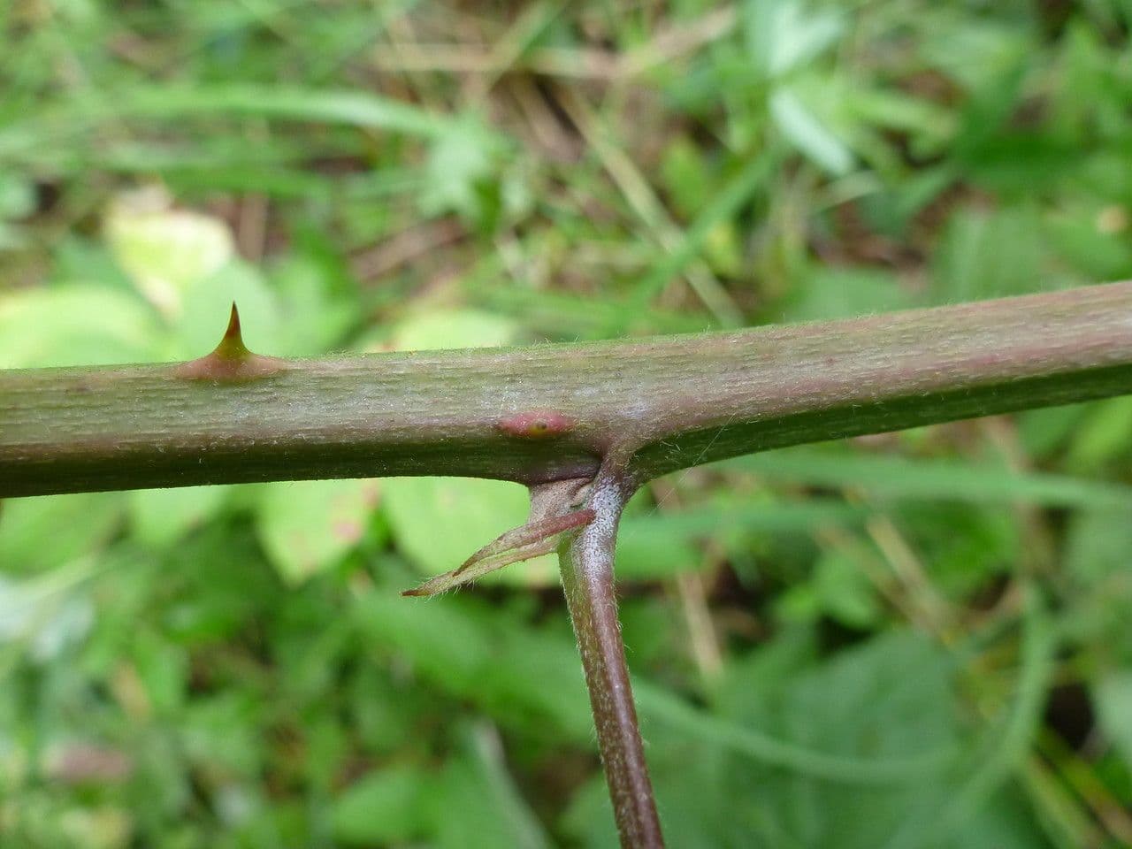 Slack-leaved bramble with delicate drooping stems and foliage
