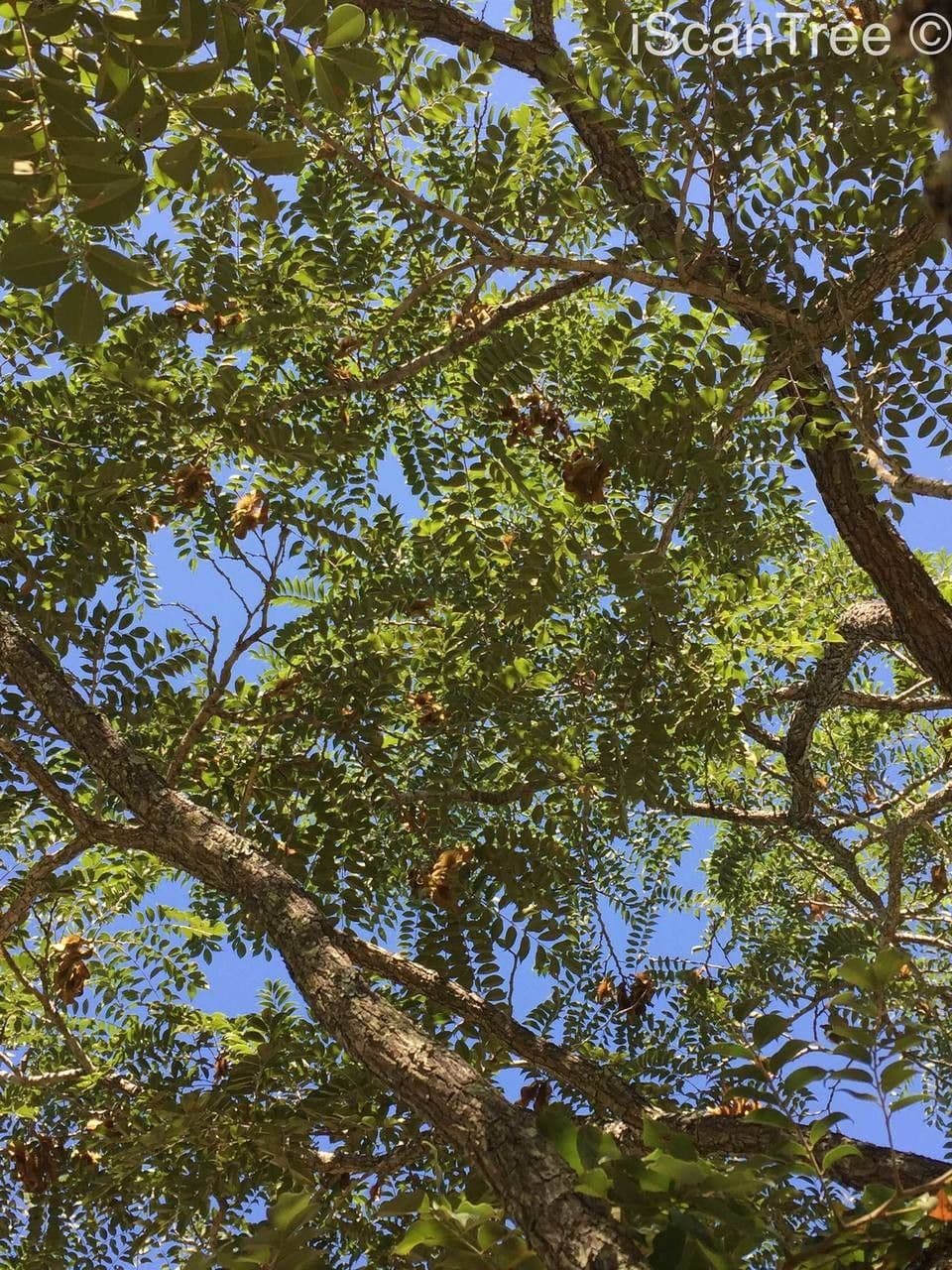 Afrikanisches Teakholz Baum