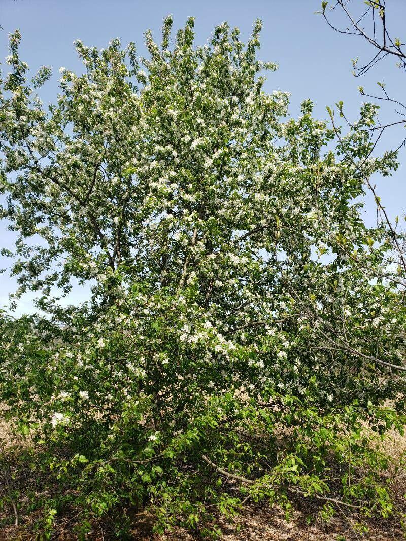 European crab apple in full spring bloom, white blossoms against a clear blue sky