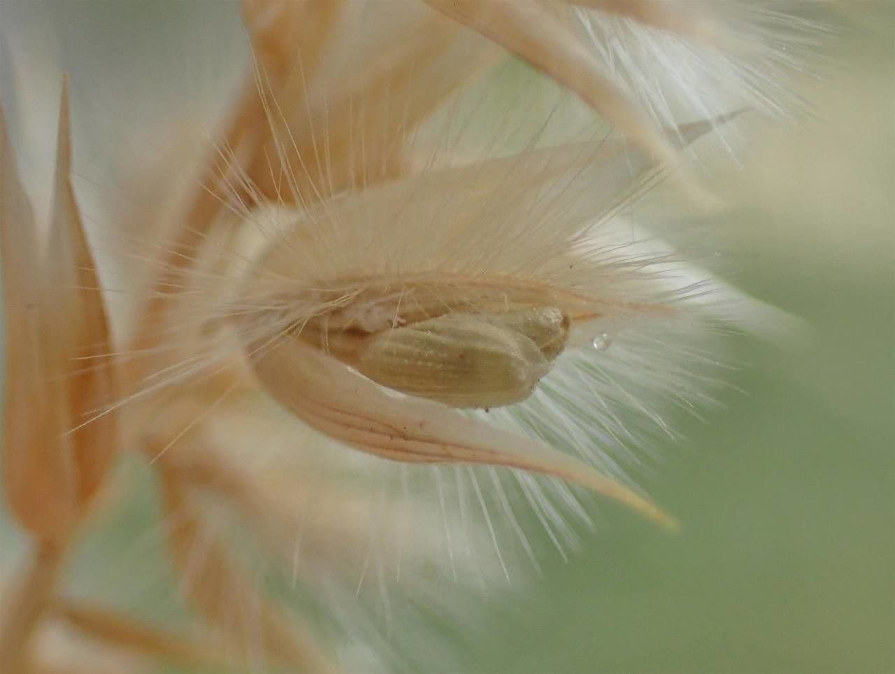 Ciliate melic in garden
