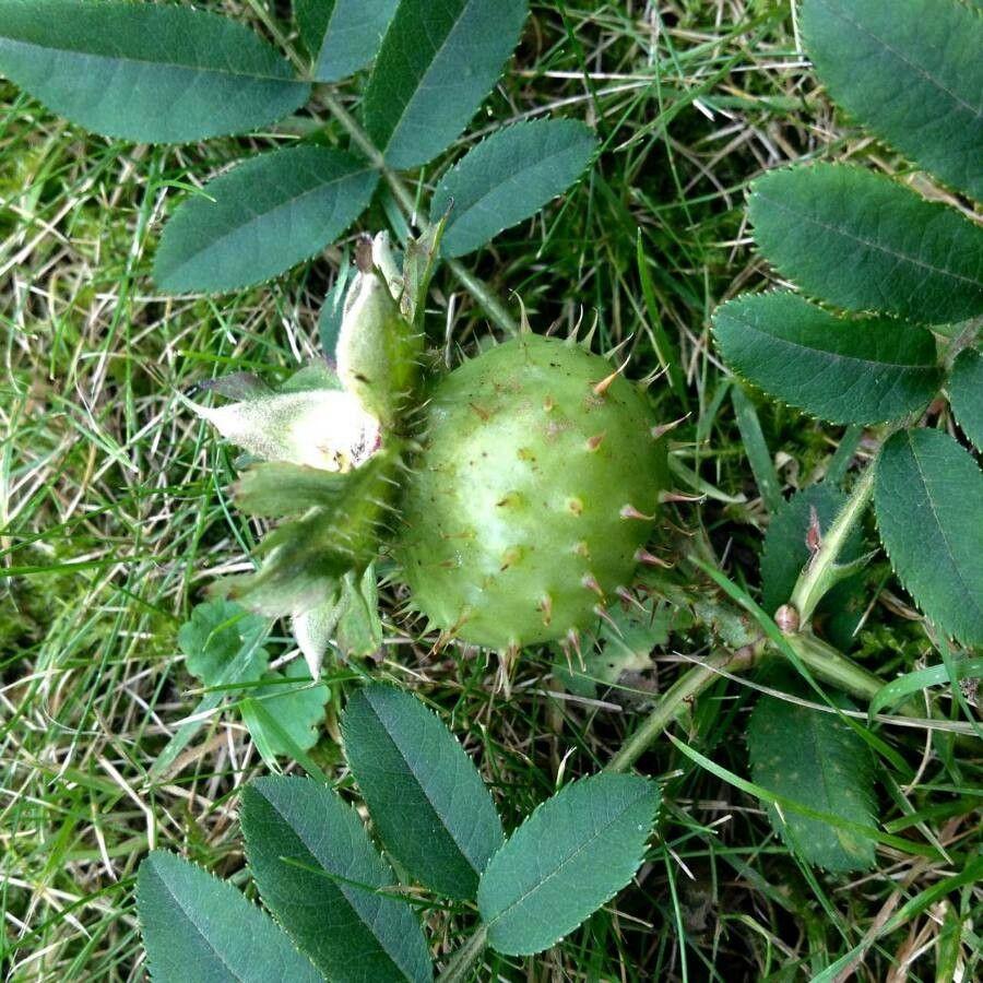 Apfel-Rose in voller Blüte mit flaschenförmigen Hagebutten im Herbst