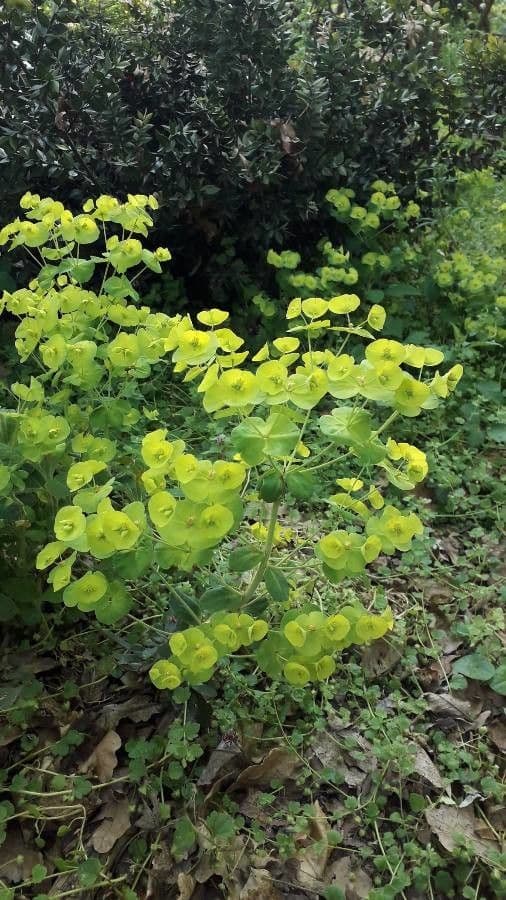 Yellow-green flower heads of Euphorbia amygdaloides