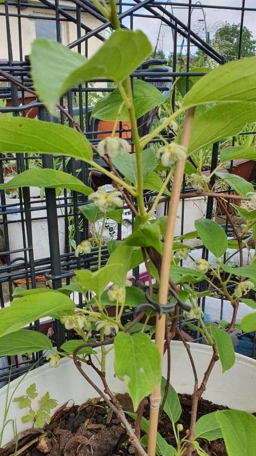 Actinidia arguta with green fruits and leaves