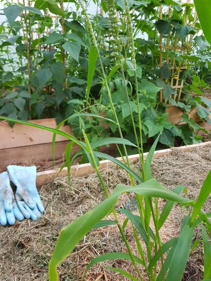 Haakborstelmuur plant met karakteristieke zaadhoofden