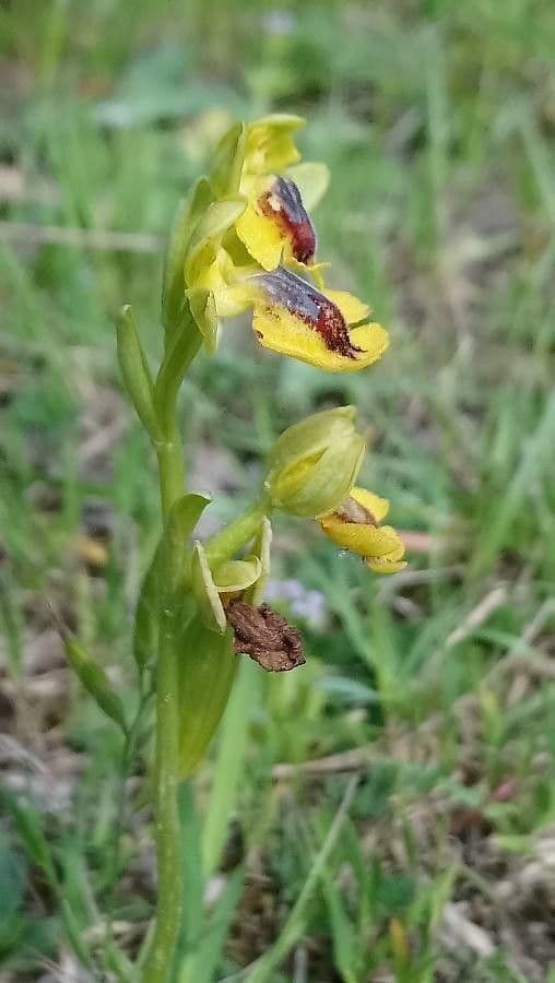 Yellow bee-orchid with golden flowers