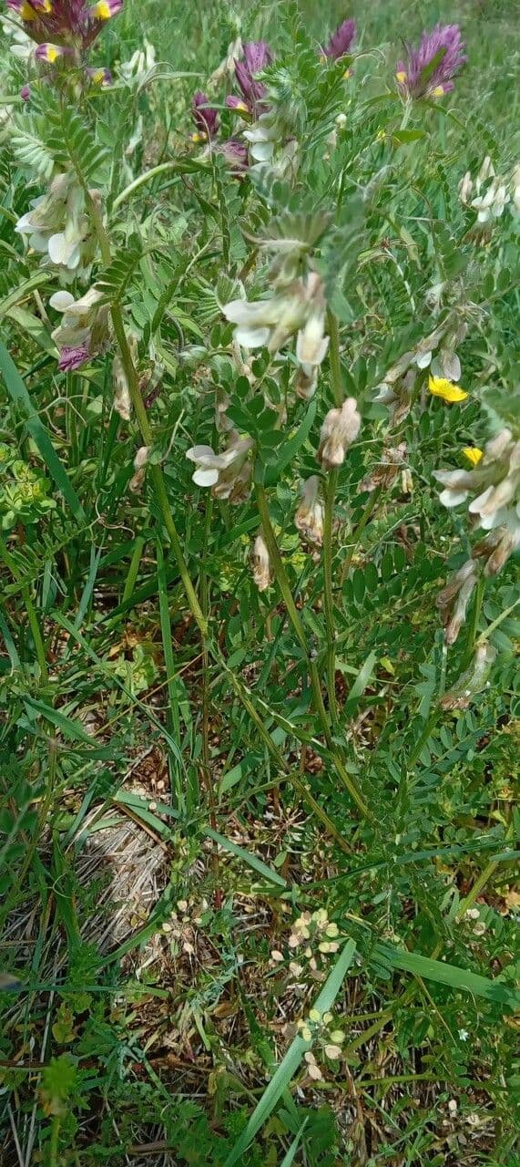 Hongaarse wikke met paarse bloemen in natuurlijke omgeving
