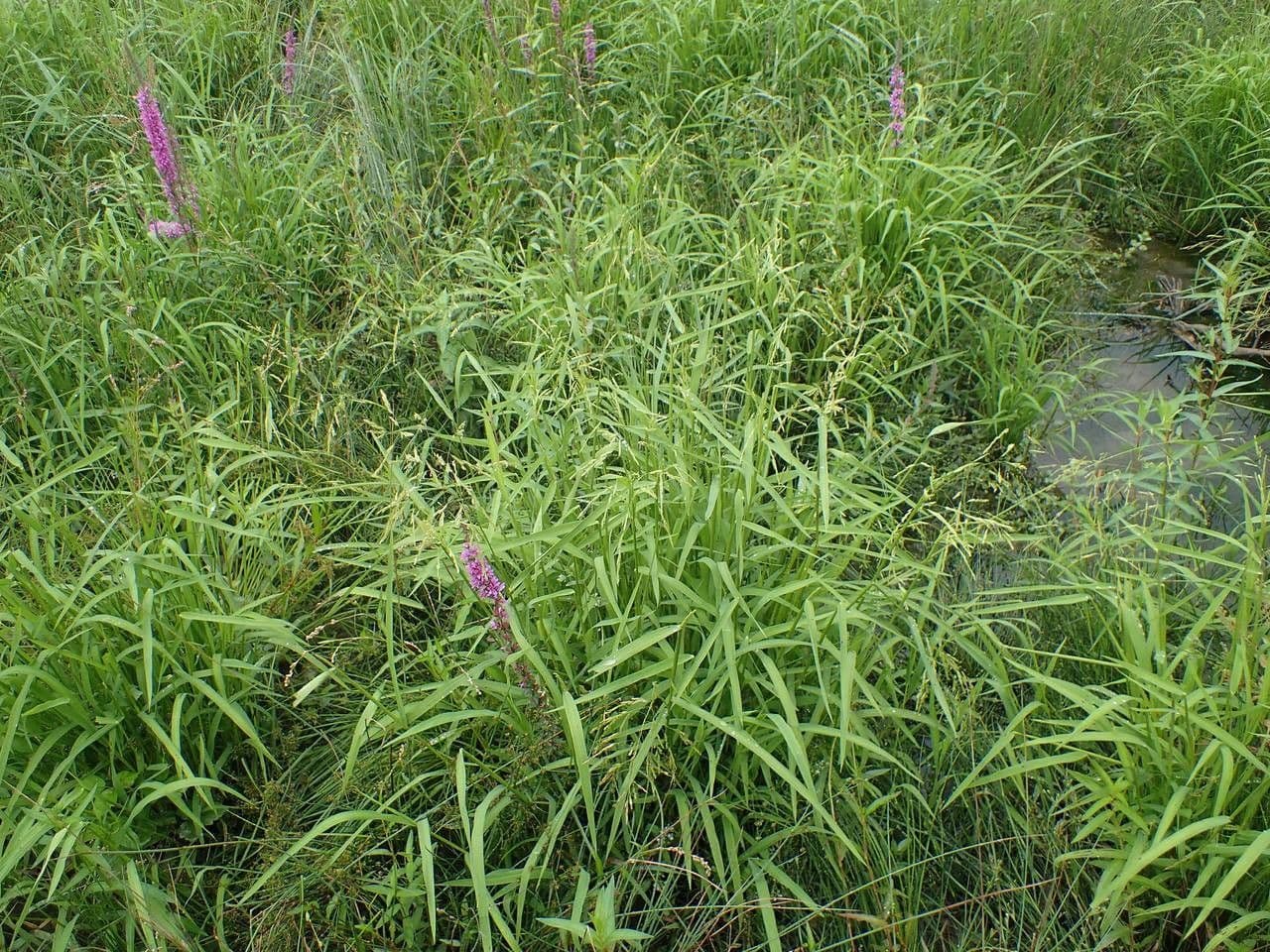 Fijne bladeren van rijstgras (Leersia oryzoides) langs waterrand