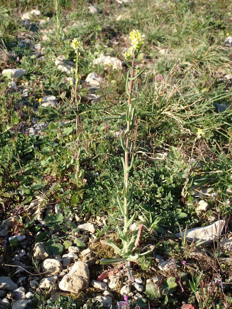 Myagrum perfoliatum plant with characteristic perfoliate leaves surrounding the stem