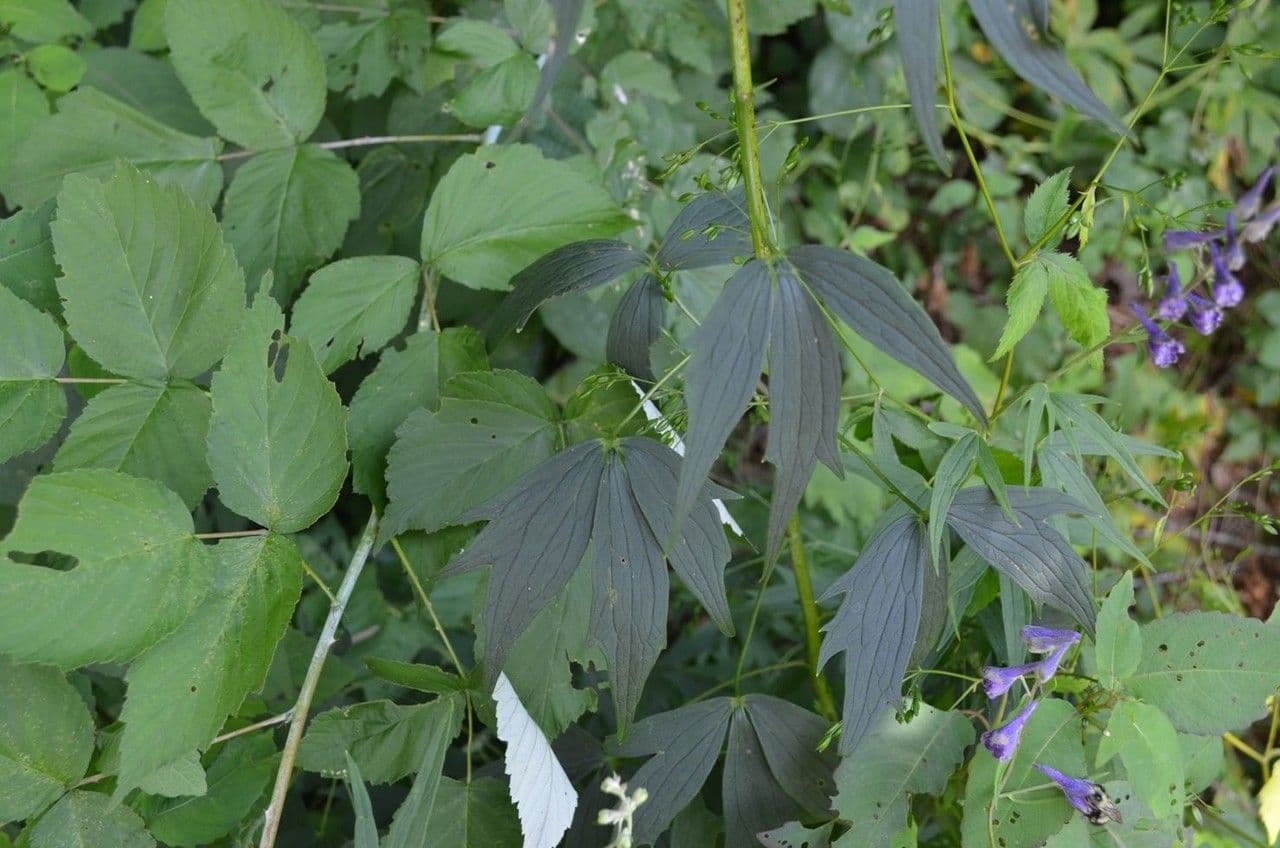 Delphinium exaltatum with stately blue flower spikes on upright stems