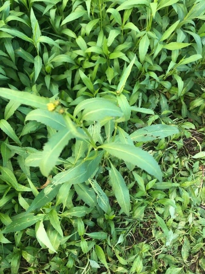 Golden-yellow flowers of Arizona beggar-ticks in sunlight