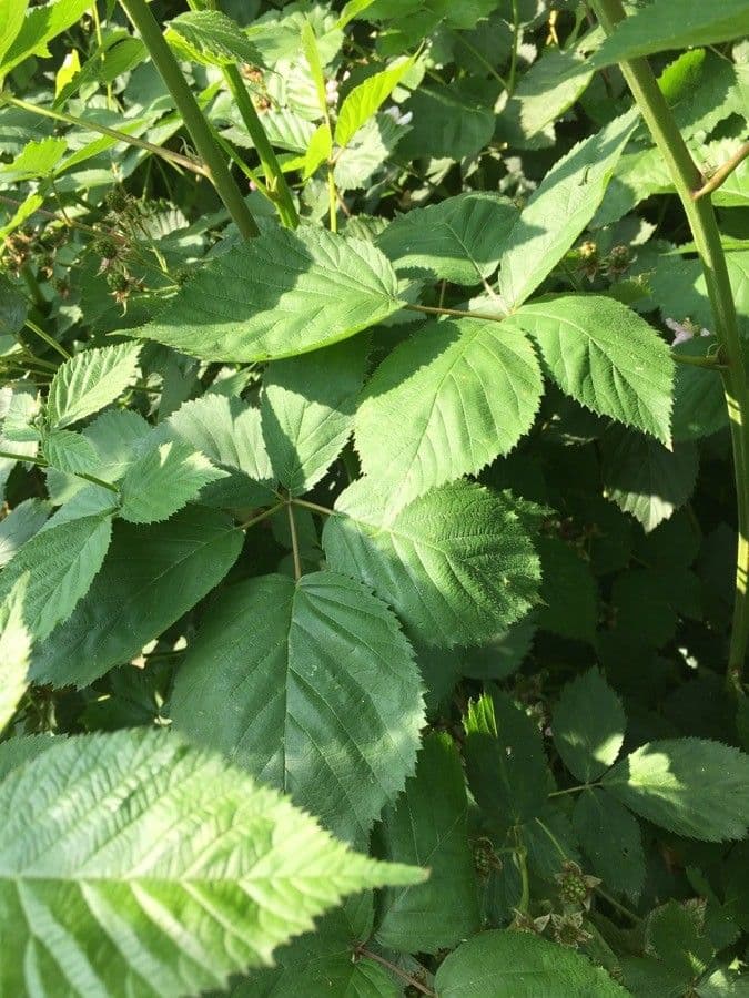 Weisse und violette Bluten von Rubus foliosus