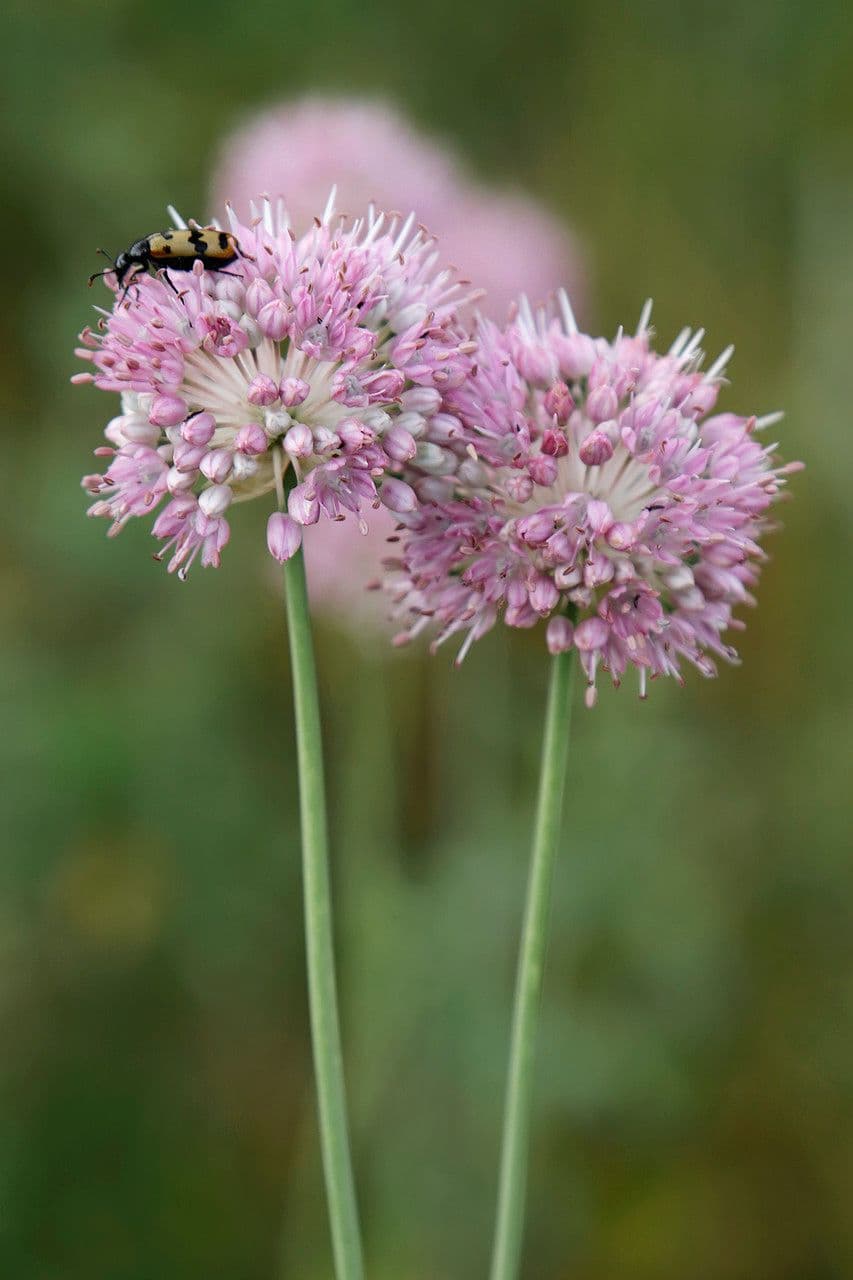 Allium lineare pink-purple flower