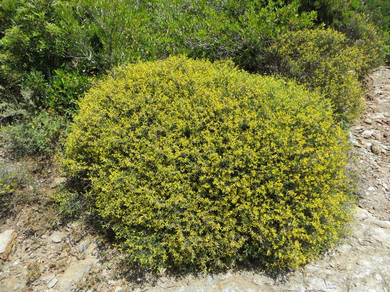 Gele bloemen van Anthyllis hermanniae (Dornige Wundklee)