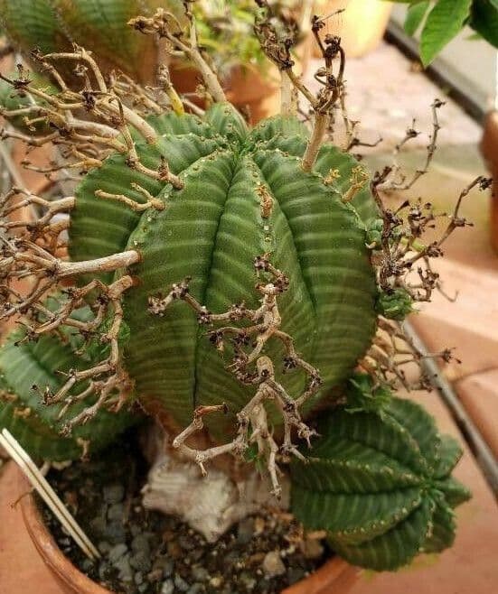 Euphorbia meloformis zeigt charakteristische kugelformige Sukkulenten-Stammform