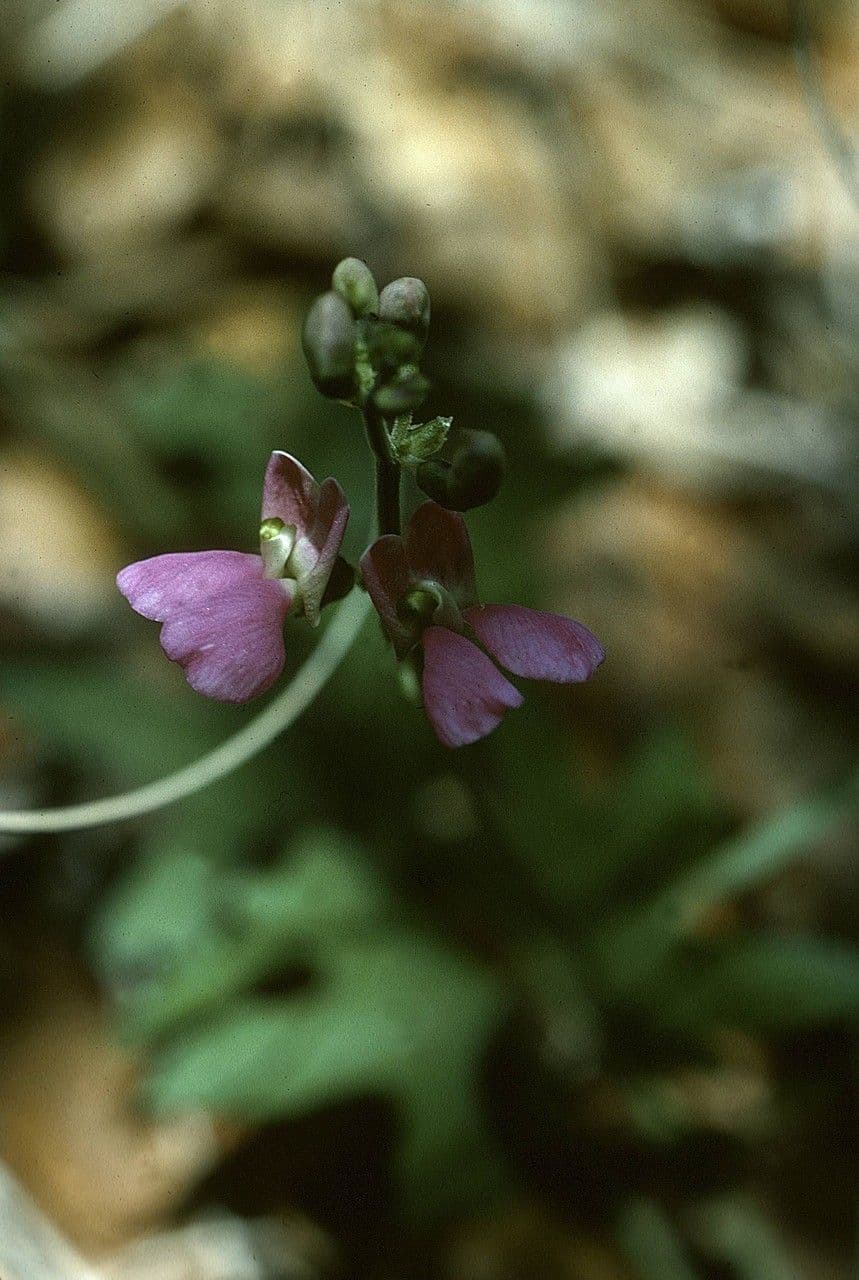 Phaseolus pedicellatus kletternde Bohne mit gruenen Huelsen