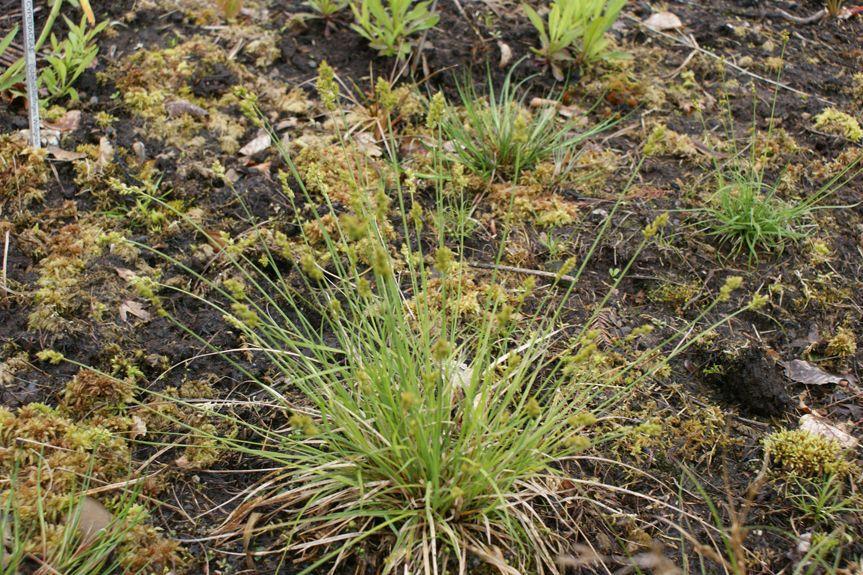 Carex brunnescens en milieu naturel, avec des feuilles fines et des épis bruns-olive