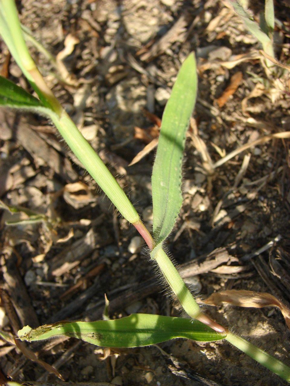 Dichter, grüner Hundszahngrasrasen unter voller Sommersonne