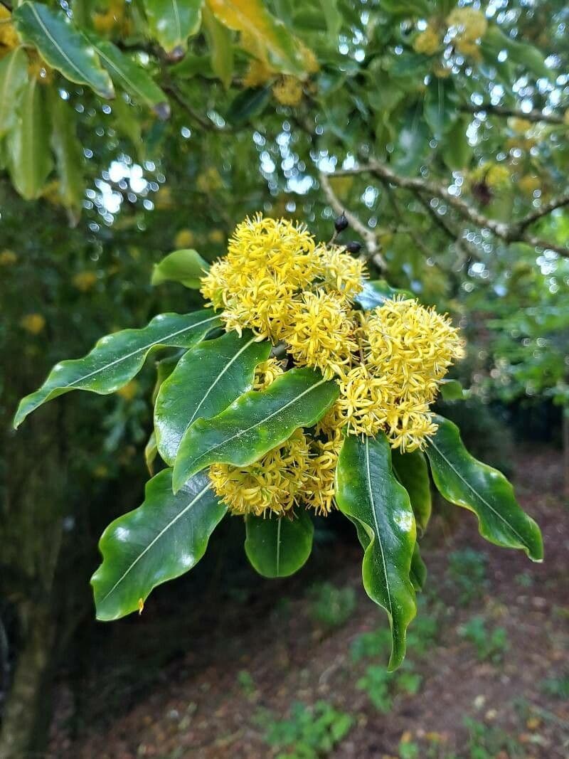 Pittosporum eugenioides Hecke mit glaenzend gelbgruenem, gewelltem Laub