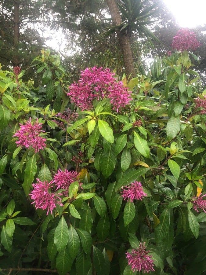 Reichliche violette Blueten von Fuchsia paniculata in Rispen
