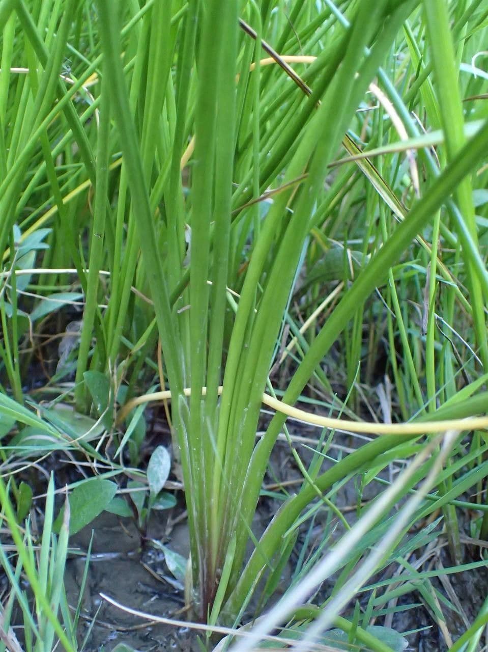 Triglochin palustris dans habitat marécageux