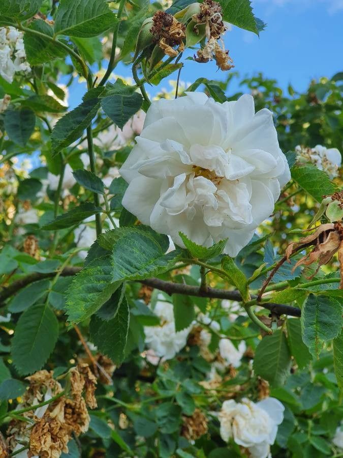 Zarte weiße Bluten der Rosa alba mit kathedralenformiger Blute