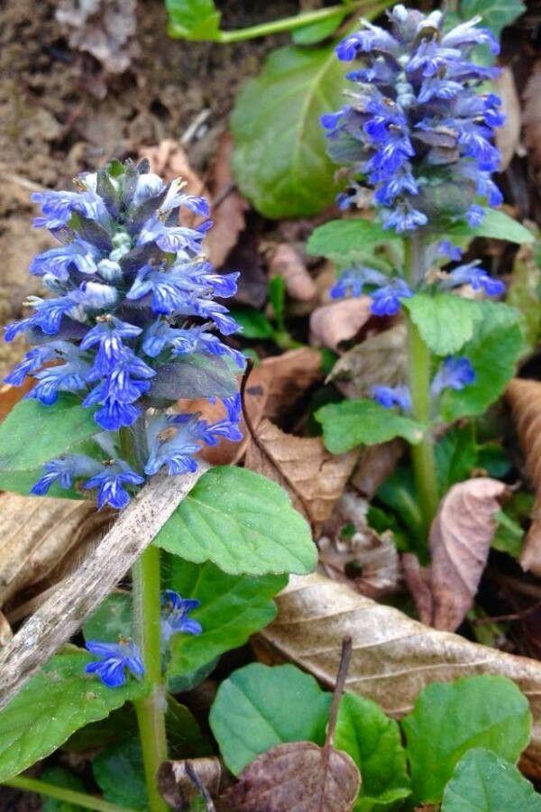 Kruipend zenegroen met glanzende groene bladeren en paarse bloesemtrossen in een tuinperk onder lichte schaduw