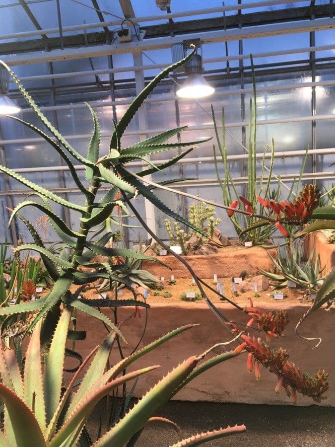 Orange Flame Aloe - striking orange blooms