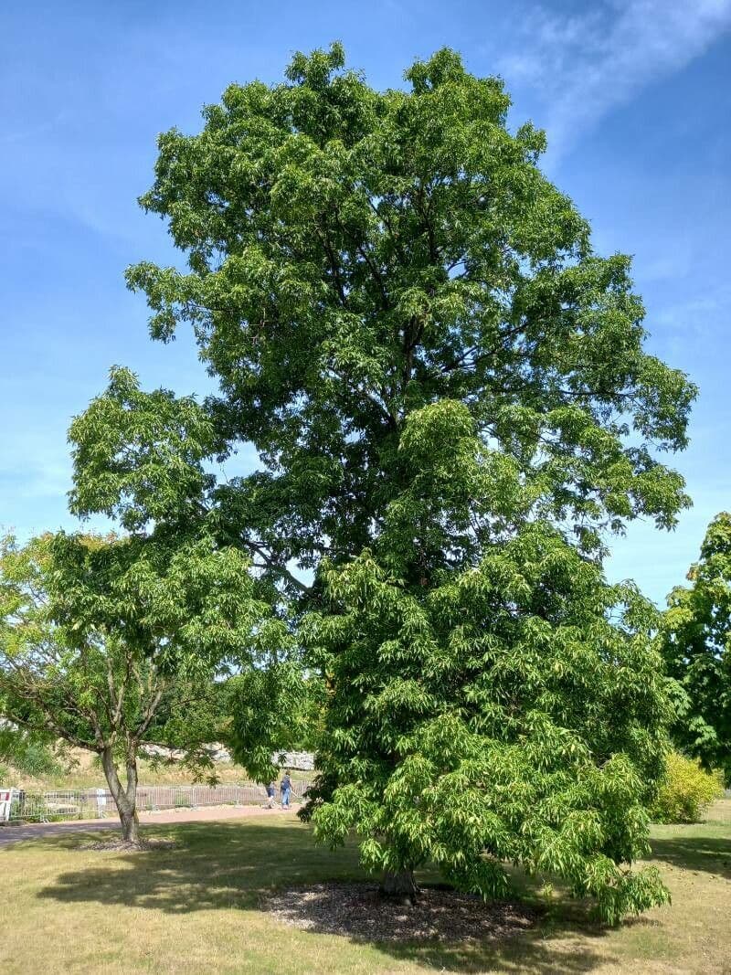 Carya ovata Hickory Nussen am Baum
