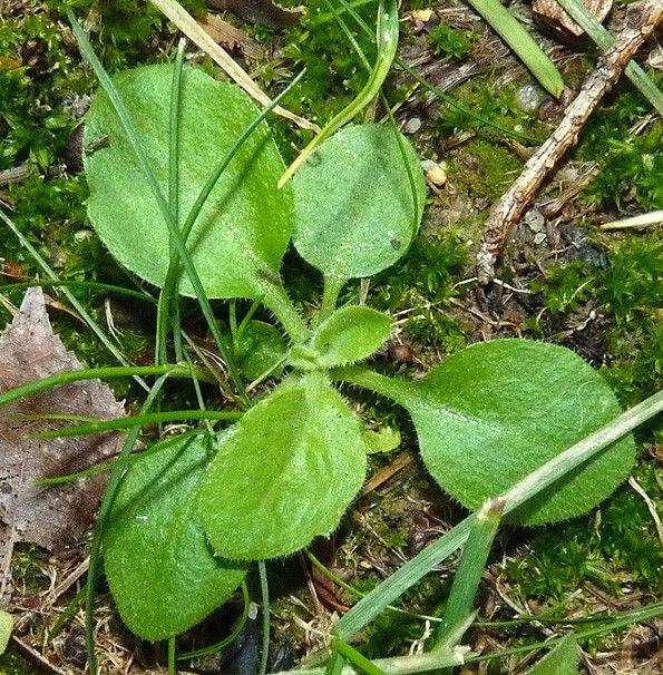 Weißes Berufkraut in voller Blüte im sonnigen Garten, mit zarten weißen Blüten und gelbem Zentrum über schmalem grünem Laub