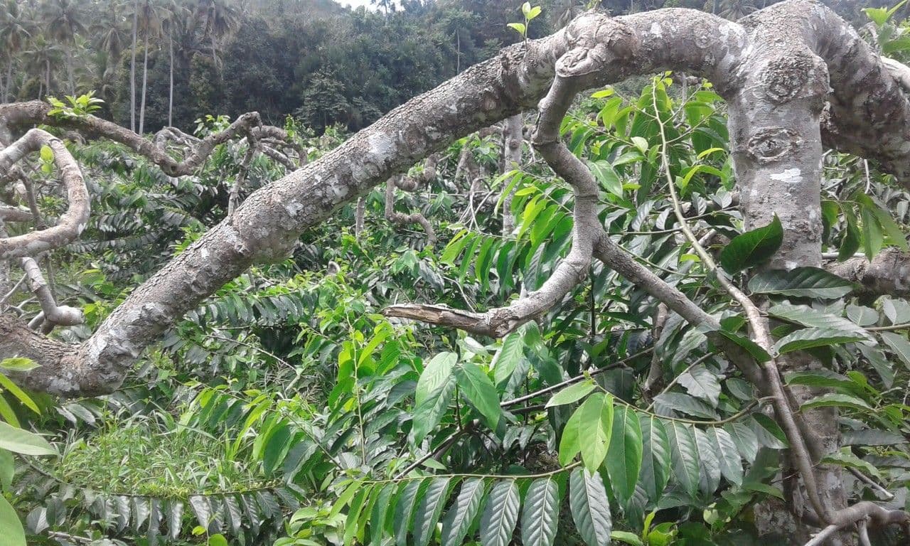 Cananga odorata mit duftenden gelben Bluten